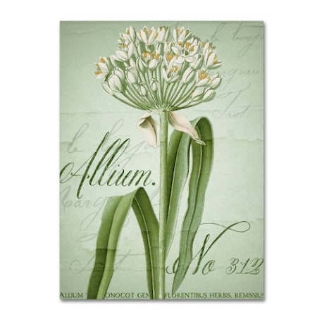 Color Bakery 'Allium I' Canvas Art,35x47